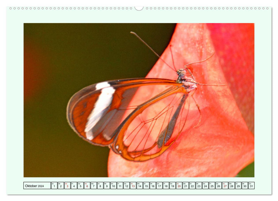 Schmetterlinge - Filigrane Wunderwerke der Natur (CALVENDO Wandkalender 2024)