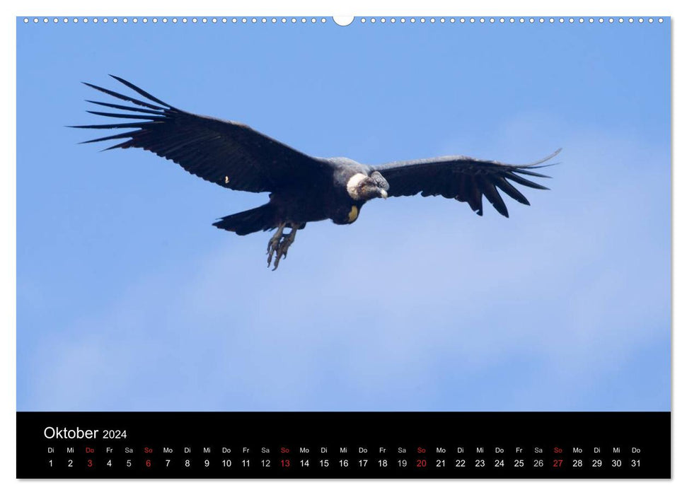 South America's Condors - Majestic Kings of the Andes (CALVENDO Premium Wall Calendar 2024) 