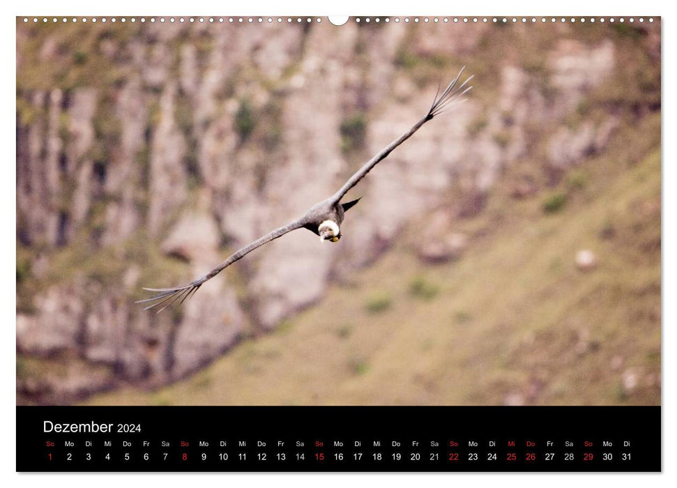 South America's Condors - Majestic Kings of the Andes (CALVENDO Premium Wall Calendar 2024) 