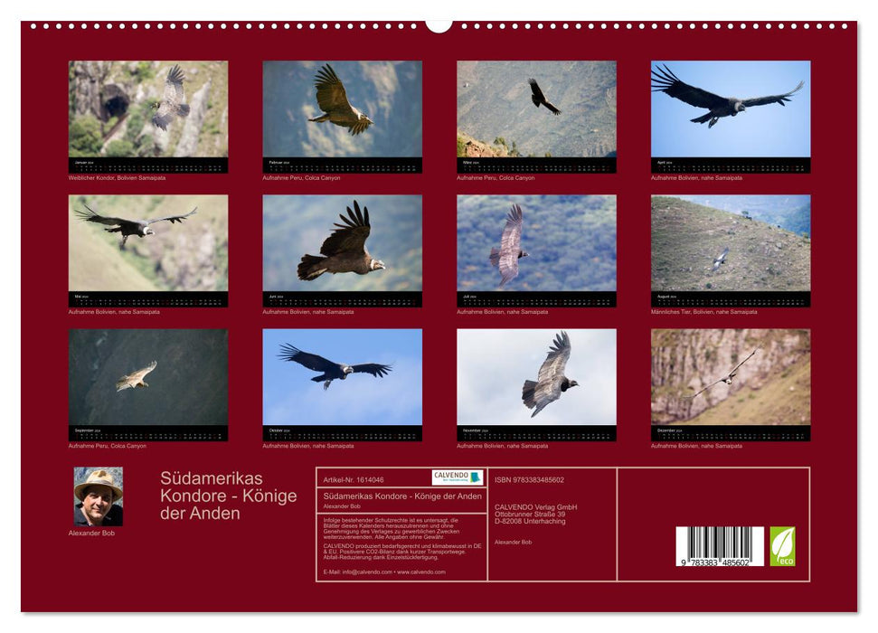 South America's Condors - Majestic Kings of the Andes (CALVENDO Premium Wall Calendar 2024) 