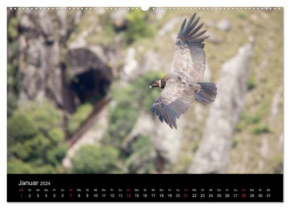 South America's Condors - Majestic Kings of the Andes (CALVENDO Premium Wall Calendar 2024) 