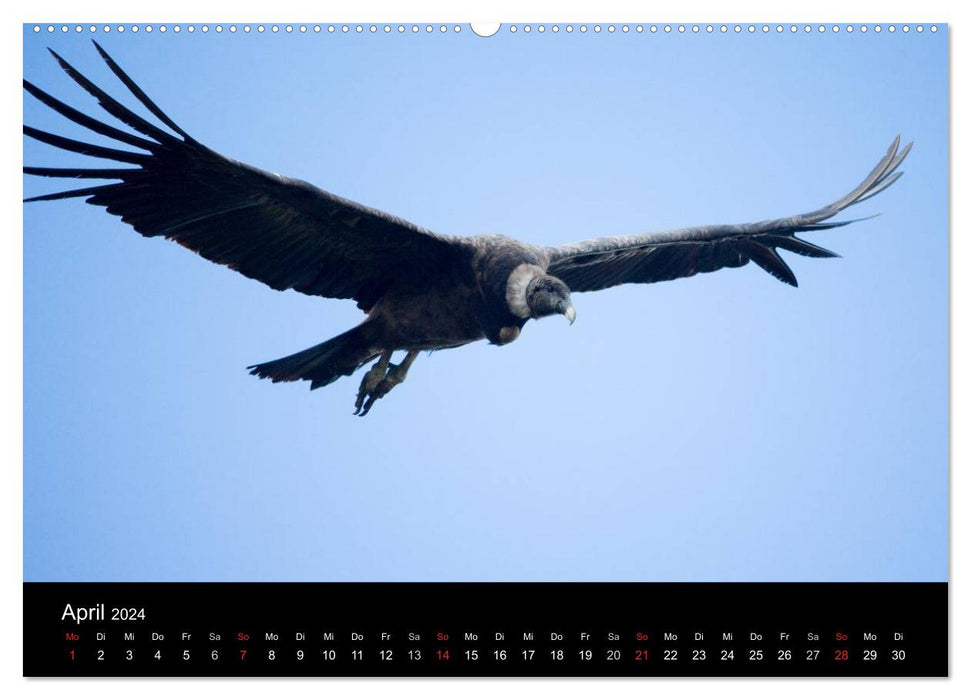 South America's Condors - Majestic Kings of the Andes (CALVENDO Premium Wall Calendar 2024) 