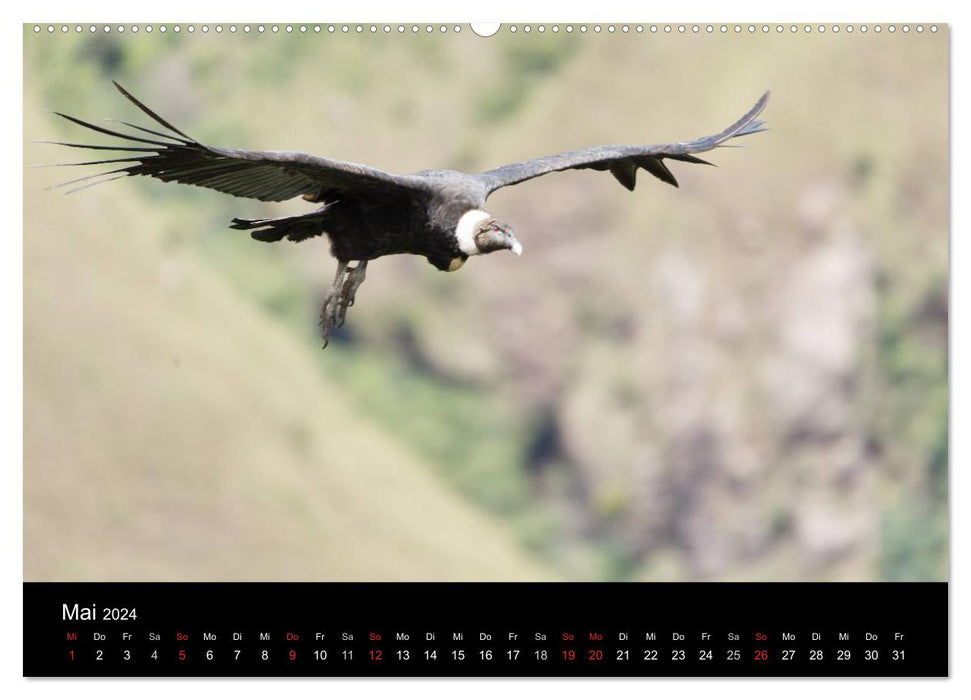 South America's Condors - Majestic Kings of the Andes (CALVENDO Premium Wall Calendar 2024) 