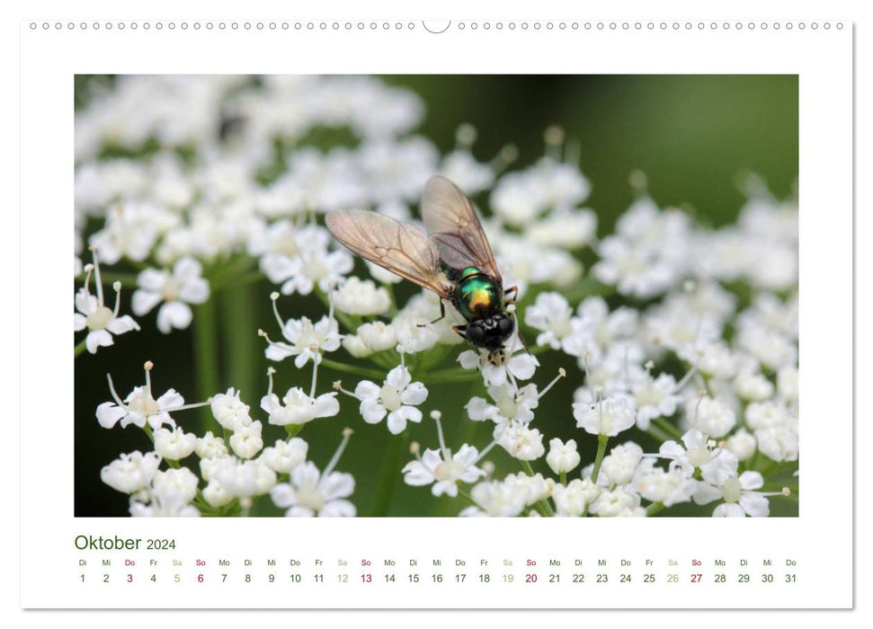 Heimische Insekten 2024 (CALVENDO Premium Wandkalender 2024)