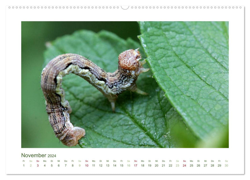 Heimische Insekten 2024 (CALVENDO Premium Wandkalender 2024)