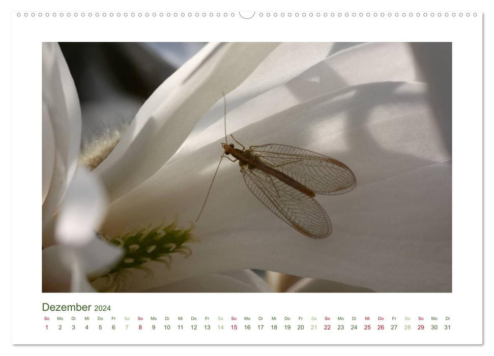 Heimische Insekten 2024 (CALVENDO Premium Wandkalender 2024)