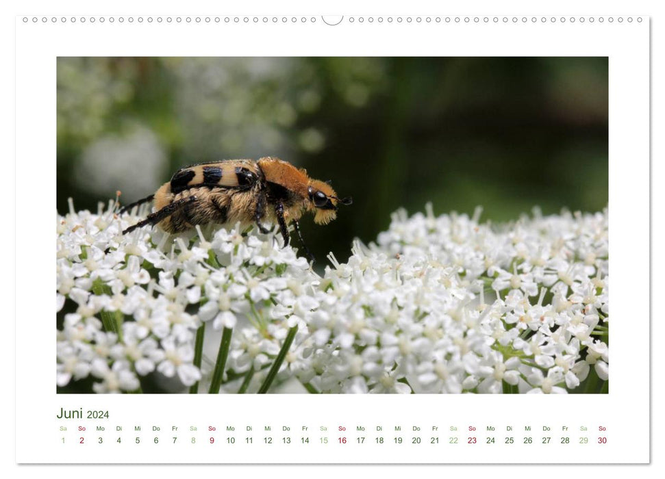 Insectes domestiques 2024 (Calvendo Premium Wall Calendar 2024) 