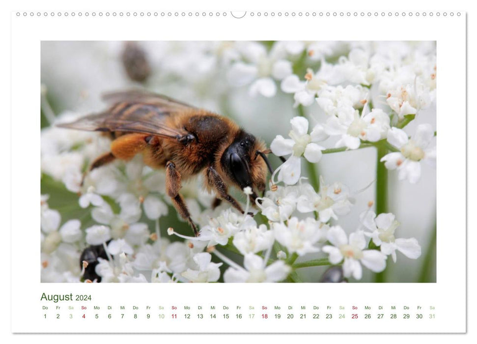 Insectes domestiques 2024 (Calvendo Premium Wall Calendar 2024) 