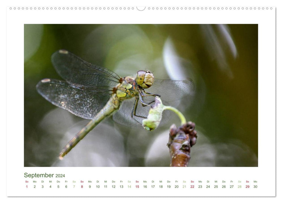 Heimische Insekten 2024 (CALVENDO Premium Wandkalender 2024)