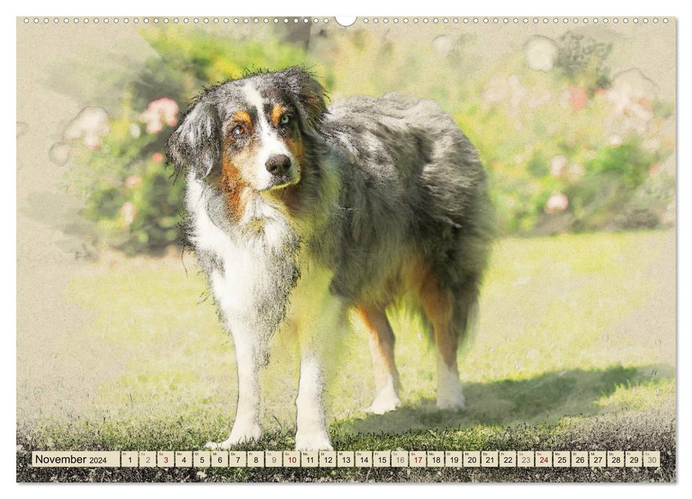 Australian Shepherds 2024 (CALVENDO Premium Wandkalender 2024)