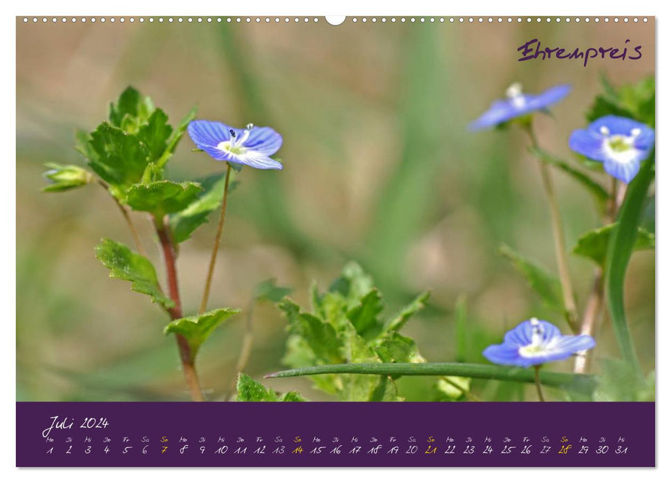 Medicinal herb calendar (CALVENDO Premium wall calendar 2024) 