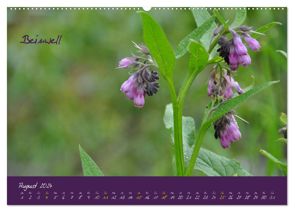 Medicinal herb calendar (CALVENDO Premium wall calendar 2024) 