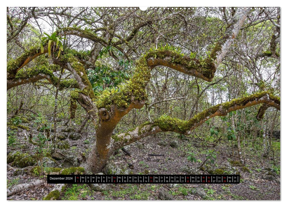 Paysages des Galapagos (Calendrier mural CALVENDO Premium 2024) 