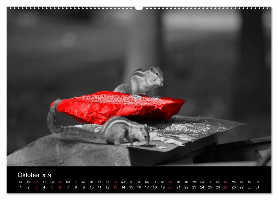 Eye-catcher in red (CALVENDO Premium Wall Calendar 2024) 