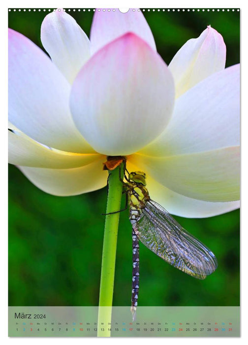 NELUMBO – Vues magiques de la fleur de lotus (Calendrier mural CALVENDO 2024) 