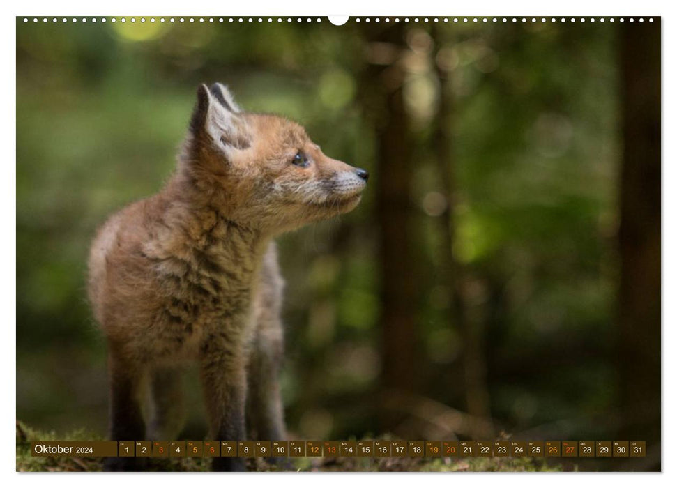 Bei den Jungfüchsen (CALVENDO Premium Wandkalender 2024)