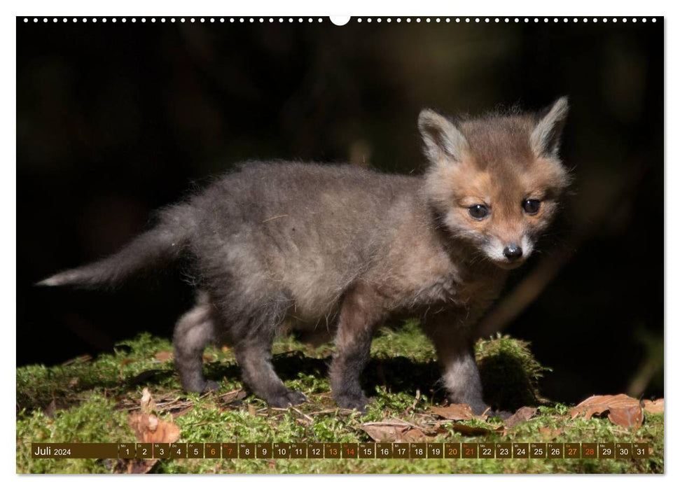 With the young foxes (CALVENDO Premium wall calendar 2024) 