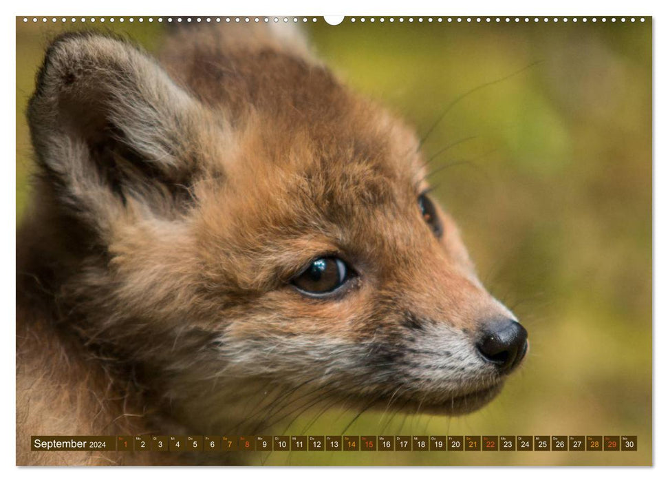 With the young foxes (CALVENDO Premium wall calendar 2024) 
