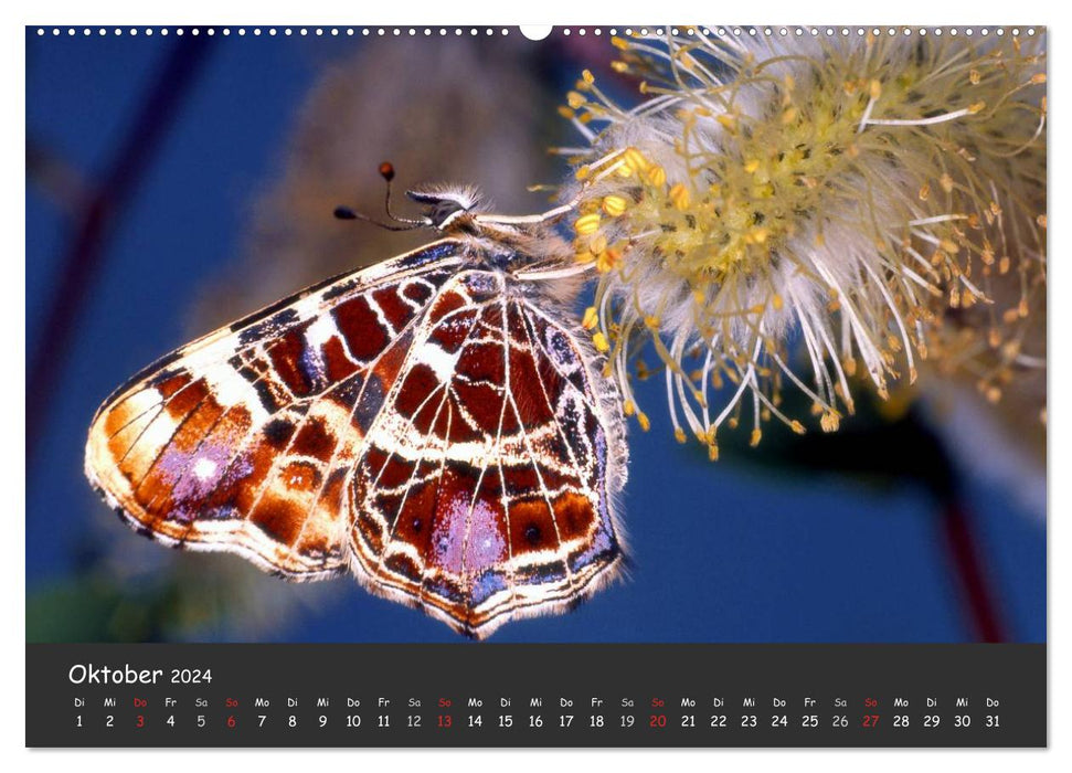 Wunderschöne Schmetterlinge (CALVENDO Premium Wandkalender 2024)