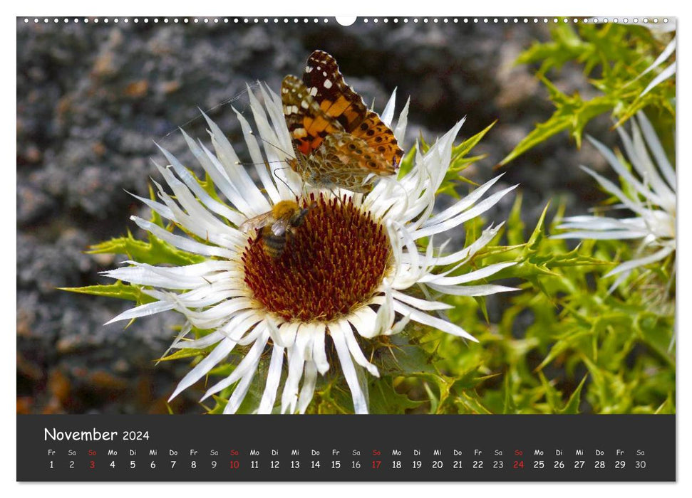 Wunderschöne Schmetterlinge (CALVENDO Premium Wandkalender 2024)