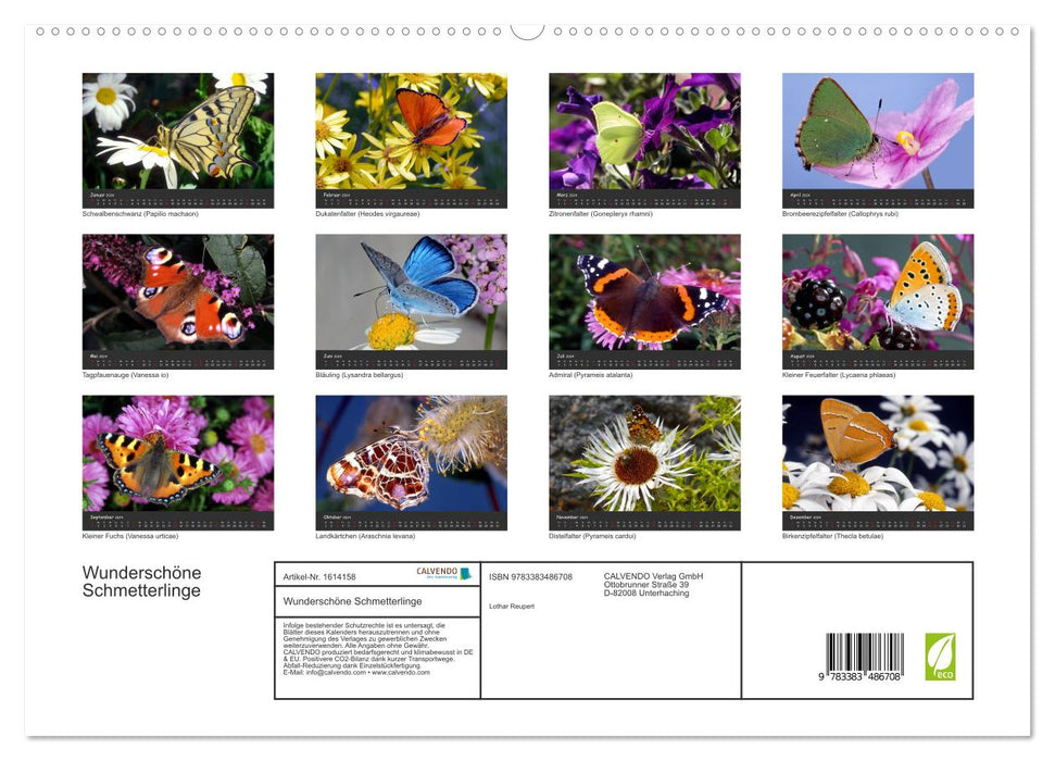 Beautiful Butterflies (CALVENDO Premium Wall Calendar 2024) 