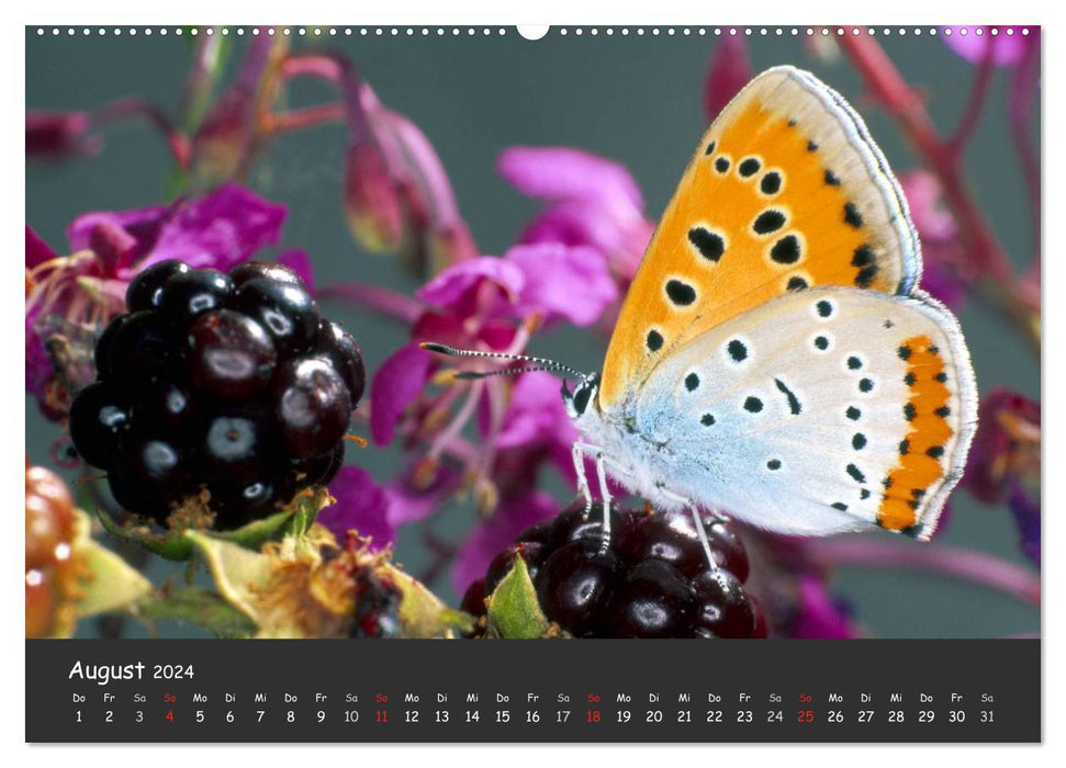 Wunderschöne Schmetterlinge (CALVENDO Premium Wandkalender 2024)