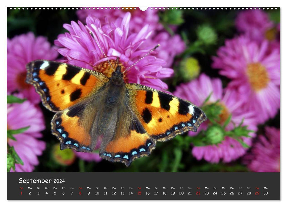 Wunderschöne Schmetterlinge (CALVENDO Premium Wandkalender 2024)