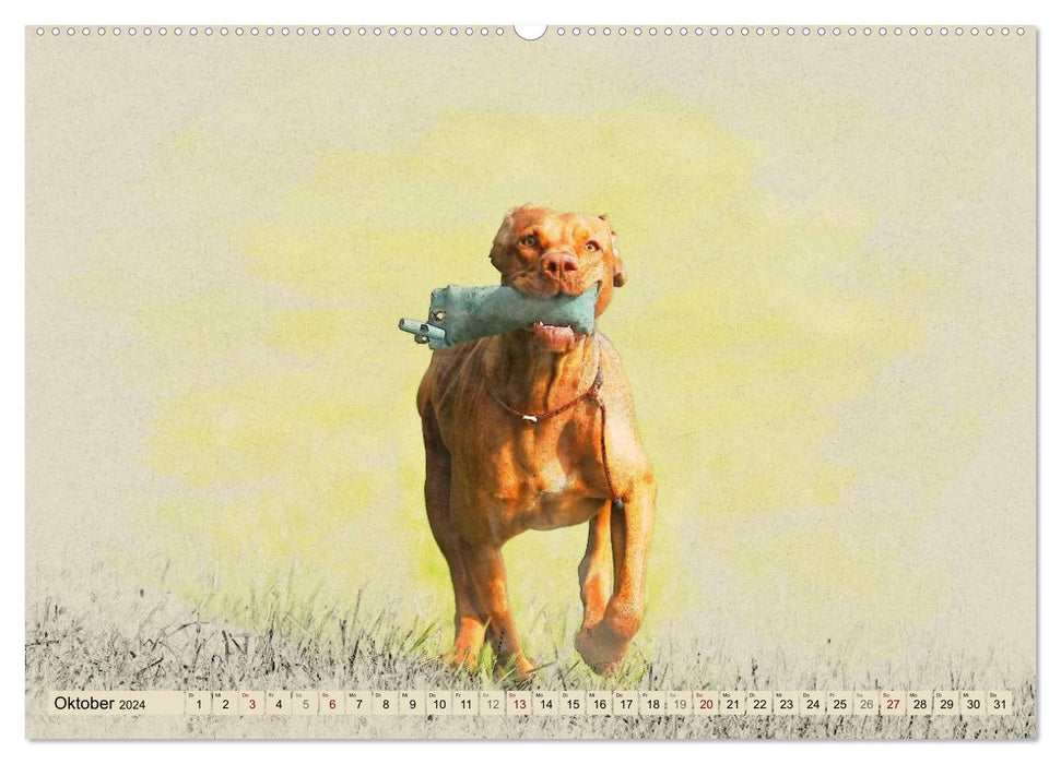 Magyar Vizsla 2024 (CALVENDO Premium Wall Calendar 2024) 