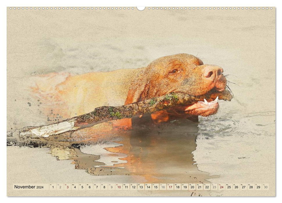 Magyar Vizsla 2024 (CALVENDO Premium Wall Calendar 2024) 