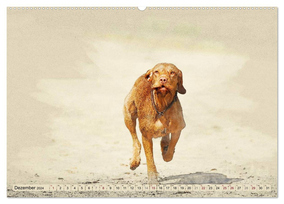 Magyar Vizsla 2024 (CALVENDO Premium Wall Calendar 2024) 