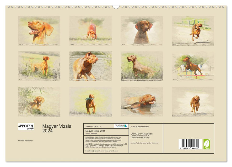 Magyar Vizsla 2024 (CALVENDO Premium Wandkalender 2024)