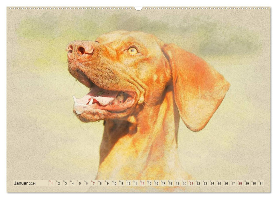 Magyar Vizsla 2024 (CALVENDO Premium Wandkalender 2024)