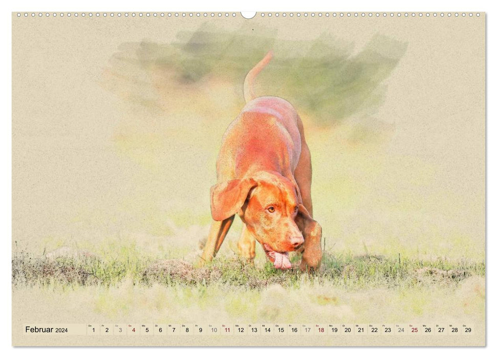 Magyar Vizsla 2024 (CALVENDO Premium Wall Calendar 2024) 