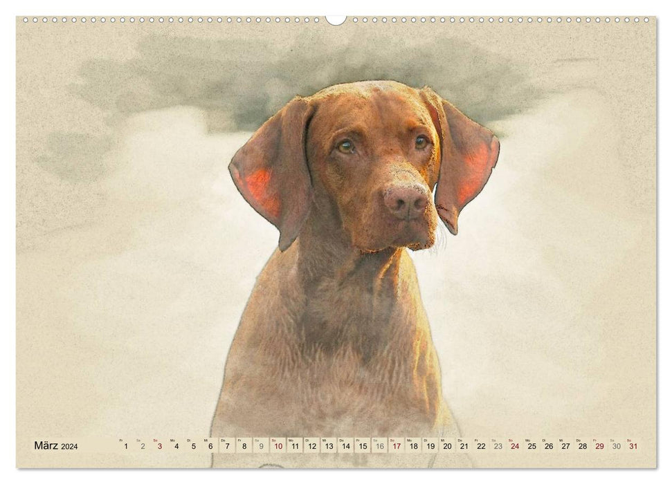 Magyar Vizsla 2024 (CALVENDO Premium Wandkalender 2024)