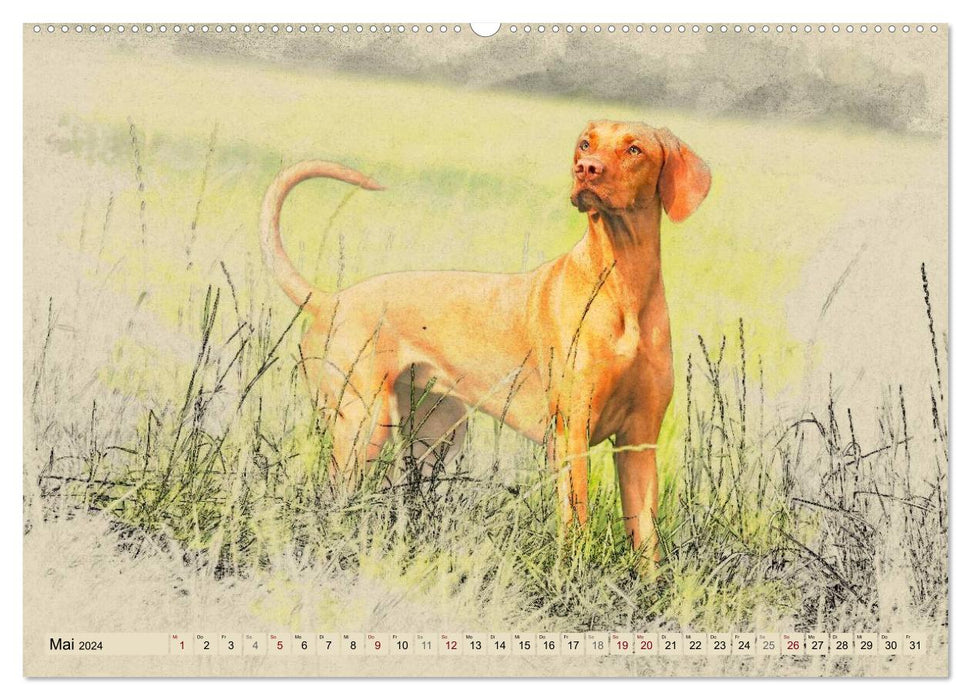 Magyar Vizsla 2024 (CALVENDO Premium Wandkalender 2024)