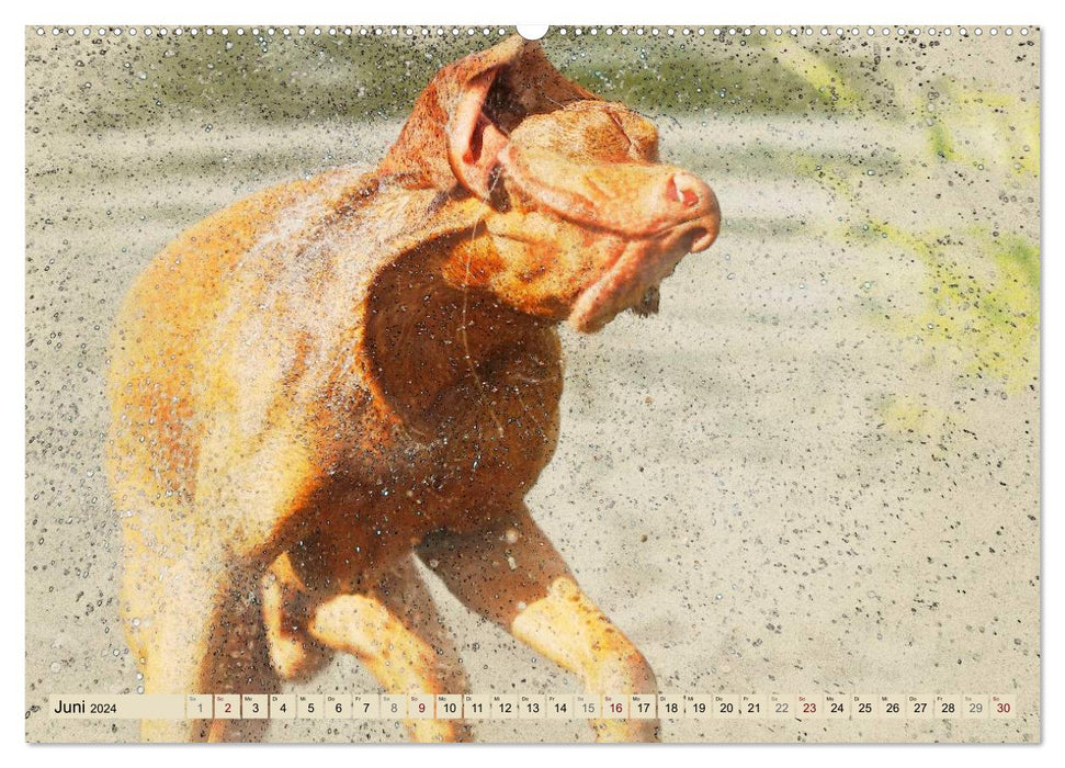 Magyar Vizsla 2024 (CALVENDO Premium Wall Calendar 2024) 