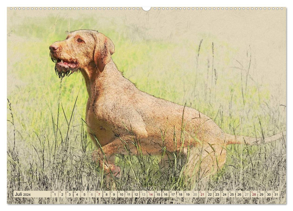 Magyar Vizsla 2024 (CALVENDO Premium Wandkalender 2024)