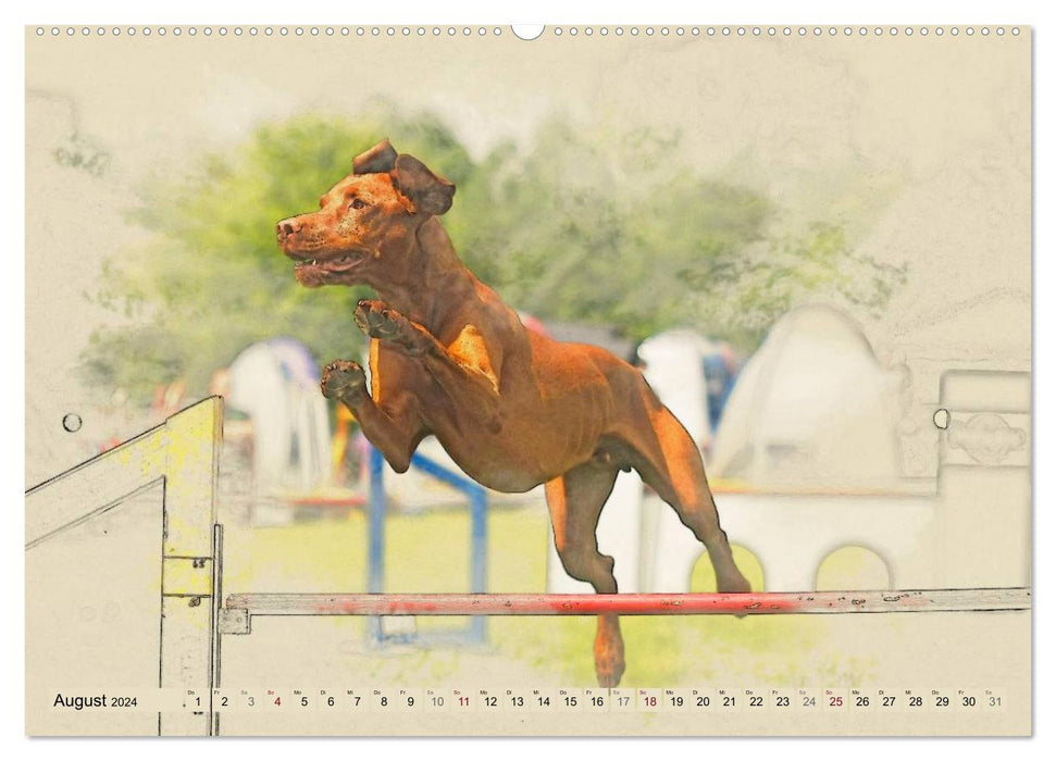 Magyar Vizsla 2024 (CALVENDO Premium Wall Calendar 2024) 