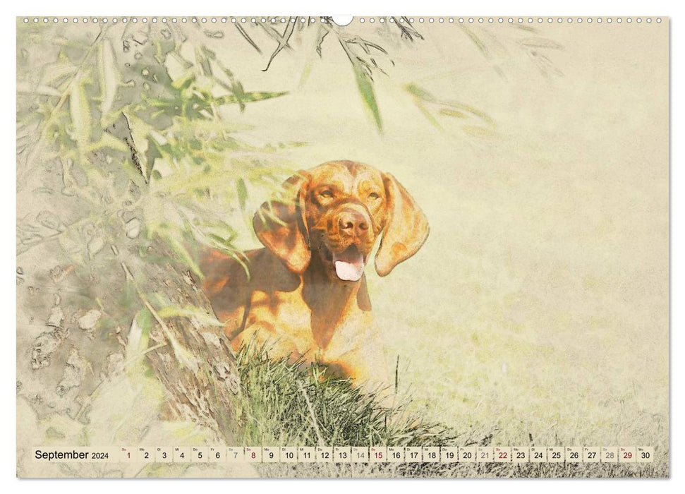 Magyar Vizsla 2024 (CALVENDO Premium Wall Calendar 2024) 