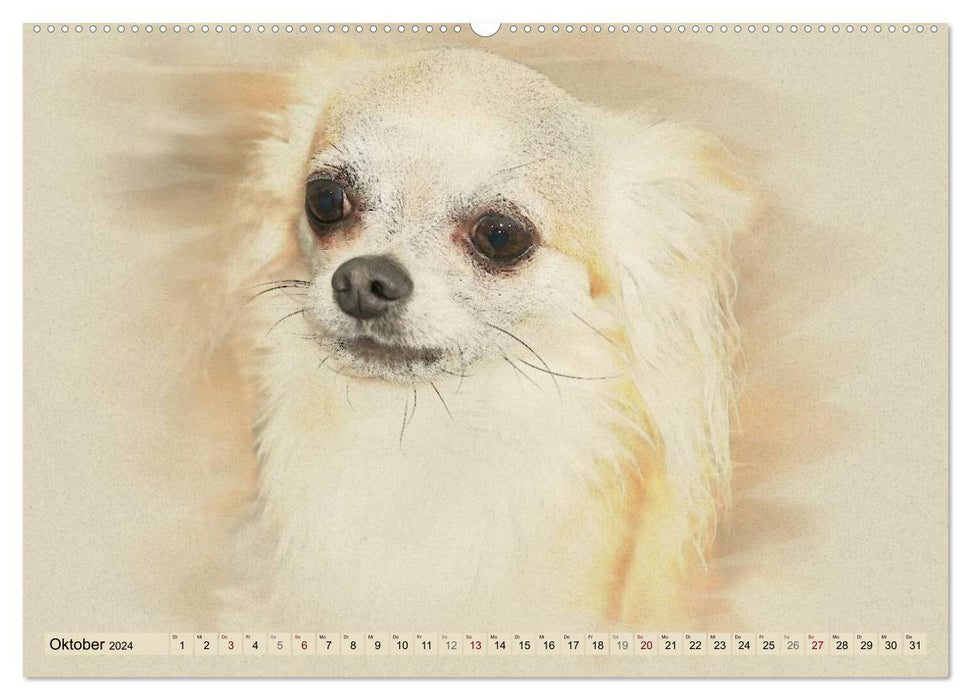 Chihuahuas 2024 (CALVENDO Premium Wall Calendar 2024) 