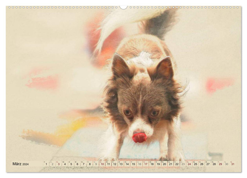 Chihuahuas 2024 (CALVENDO Premium Wall Calendar 2024) 