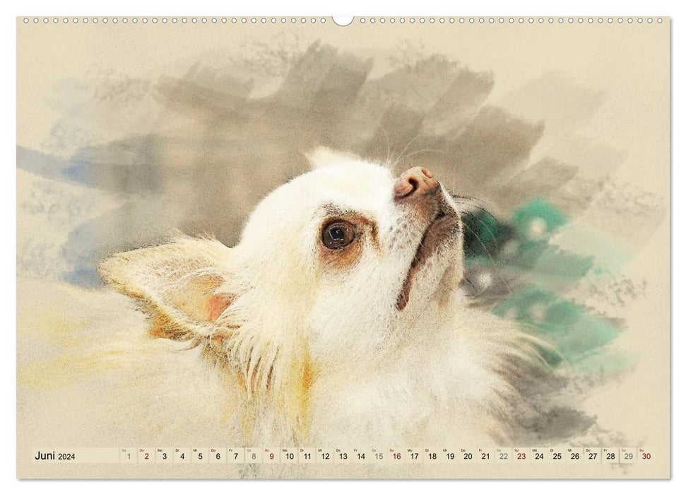 Chihuahuas 2024 (CALVENDO Premium Wall Calendar 2024) 
