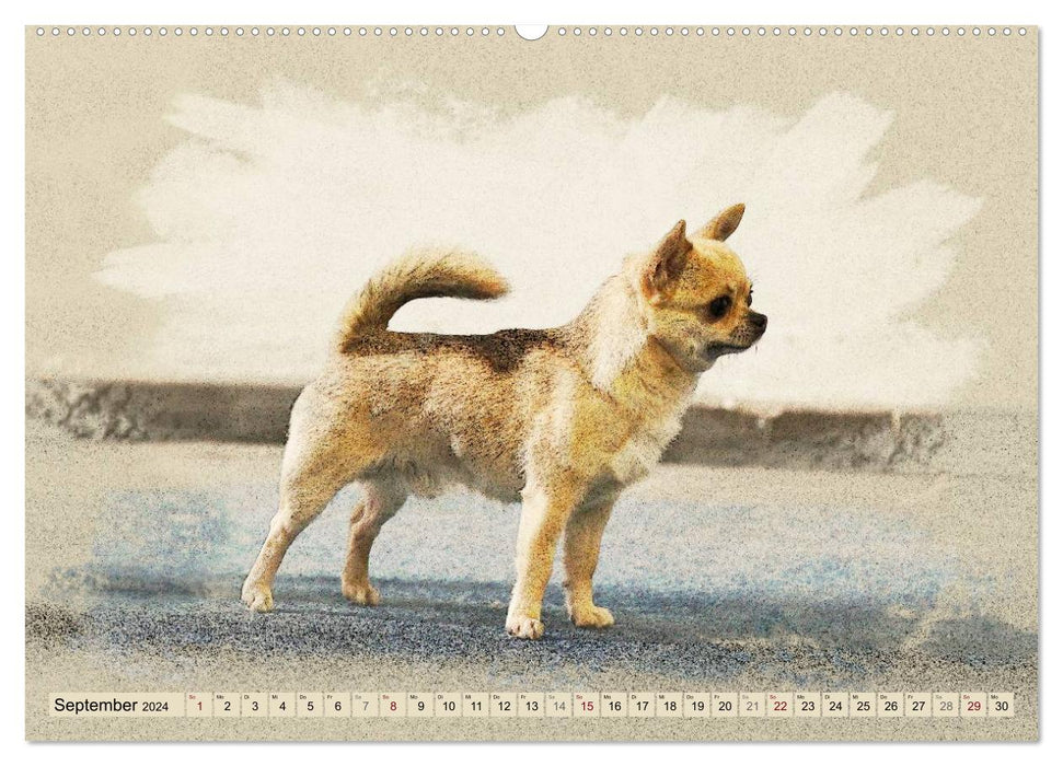 Chihuahuas 2024 (CALVENDO Premium Wall Calendar 2024) 