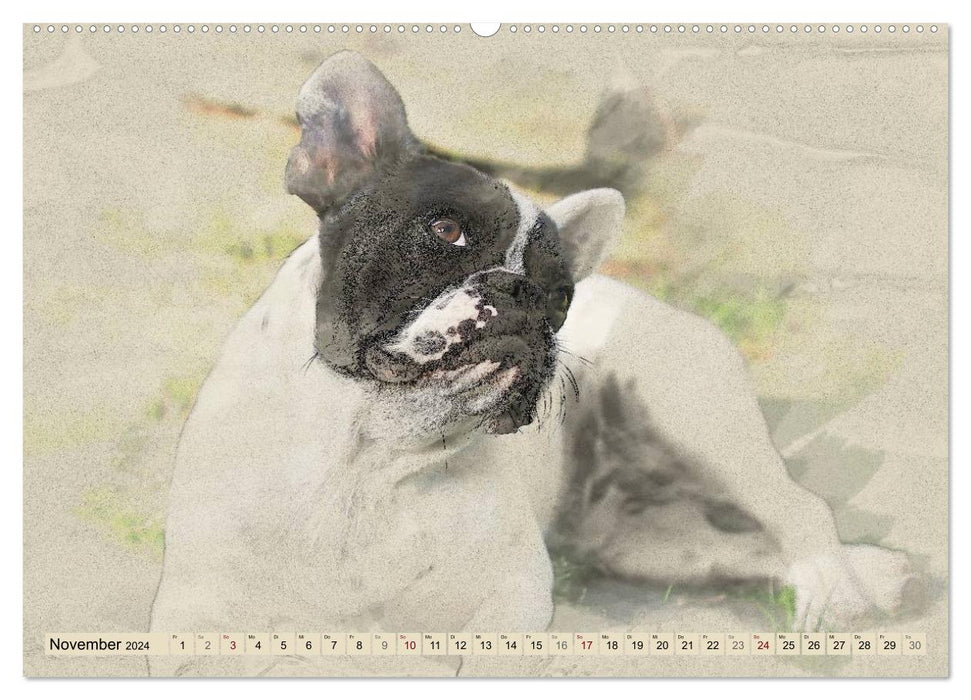 French Bulldogs 2024 (CALVENDO Premium Wall Calendar 2024) 