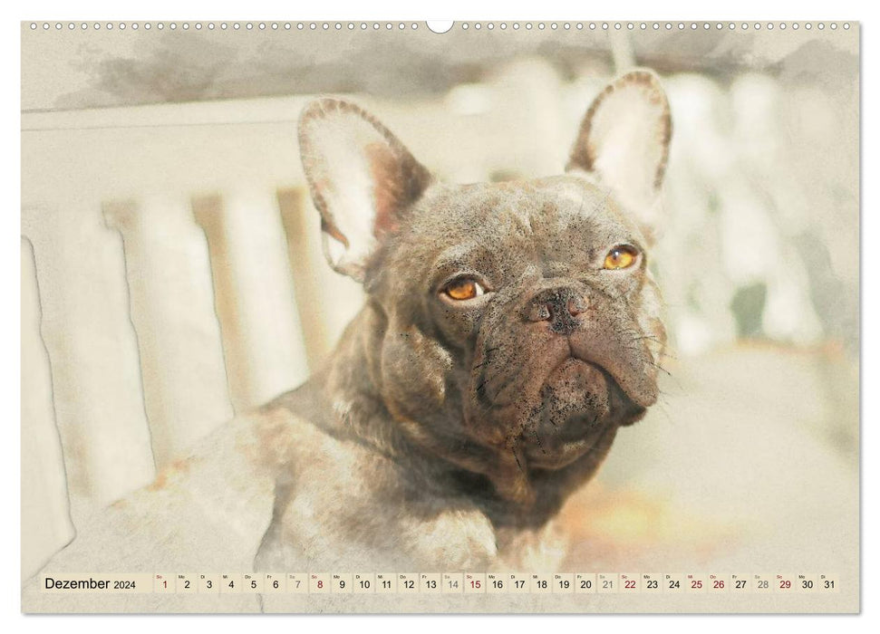 Französische Bulldoggen 2024 (CALVENDO Premium Wandkalender 2024)