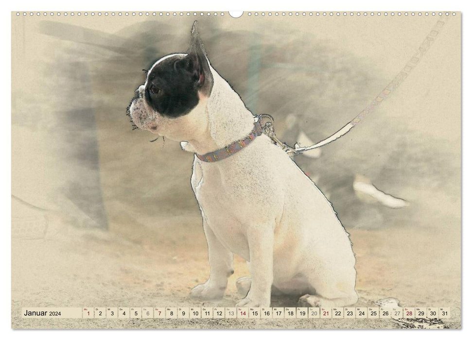 French Bulldogs 2024 (CALVENDO Premium Wall Calendar 2024) 