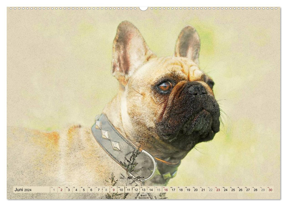 Französische Bulldoggen 2024 (CALVENDO Premium Wandkalender 2024)