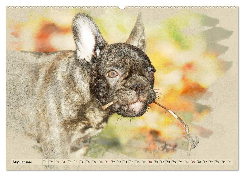 Französische Bulldoggen 2024 (CALVENDO Premium Wandkalender 2024)