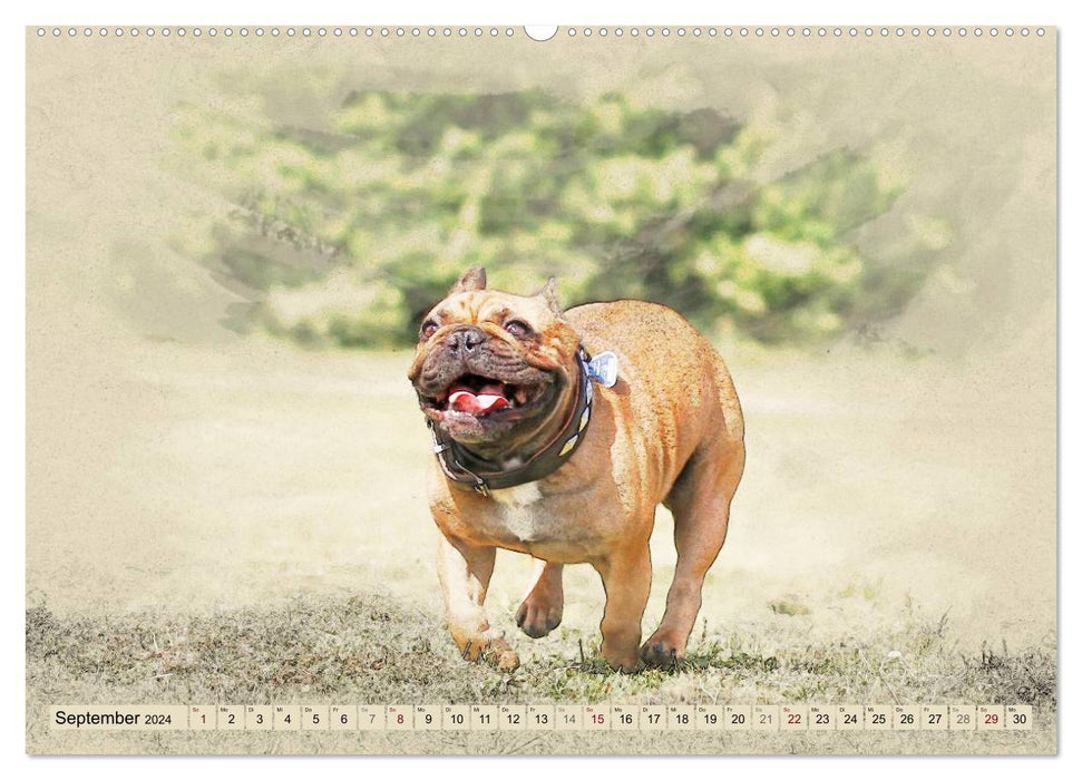 Französische Bulldoggen 2024 (CALVENDO Premium Wandkalender 2024)