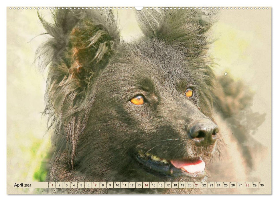 Altdeutsche Hütehunde 2024 (CALVENDO Premium Wandkalender 2024)